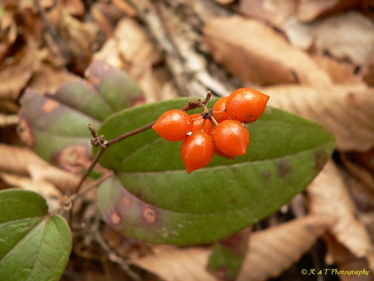 {Smilax pumila}